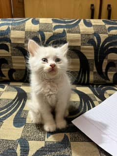 Persian kitten for sale