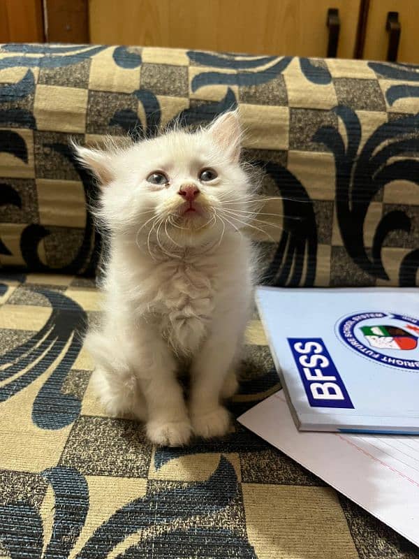 Persian kitten for sale 1