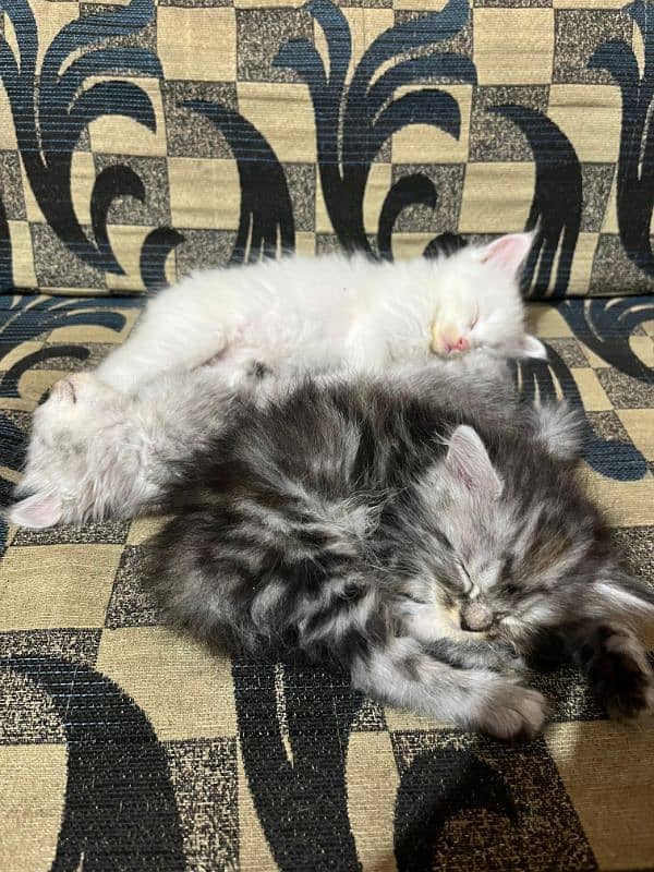 Persian kitten for sale 2