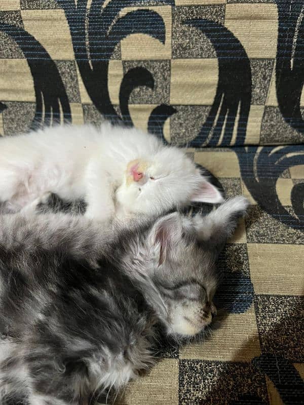 Persian kitten for sale 3