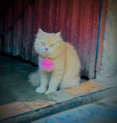 female cat persian punch pase