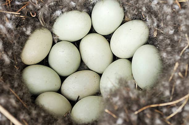 Pure Organic Duck Eggs for Sale in Islamabad 0