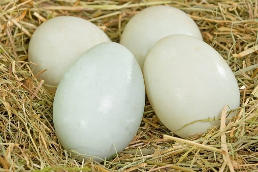 Pure Organic Duck Eggs for Sale in Islamabad 2