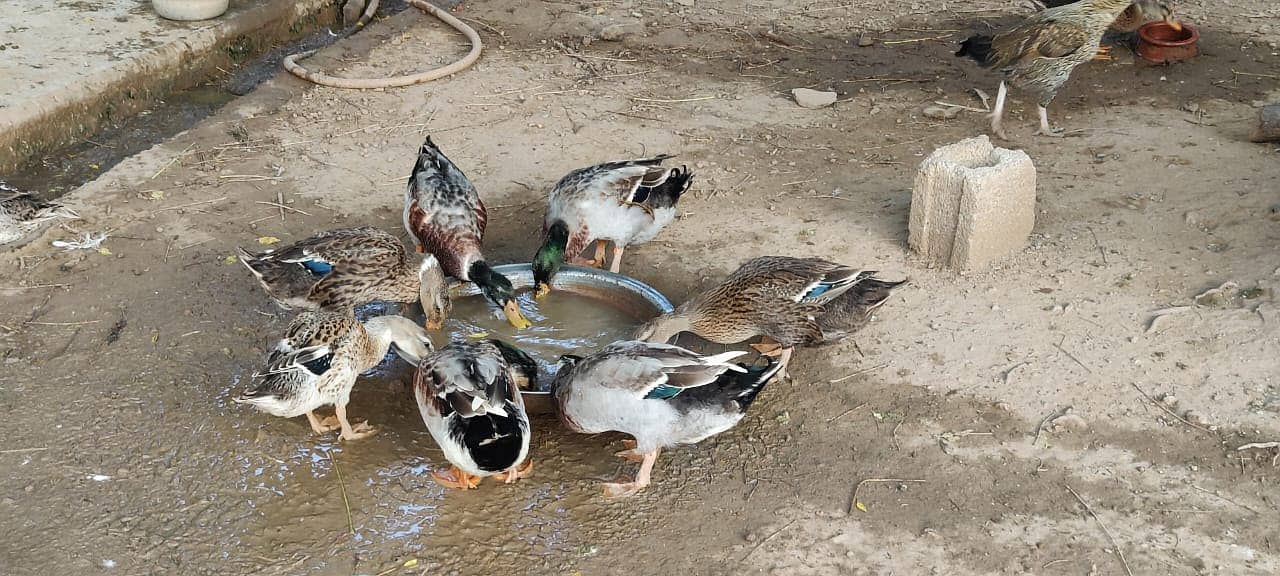 Pure Organic Duck Eggs for Sale in Islamabad 4