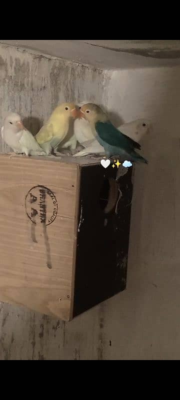 love bird aviry for sale 6