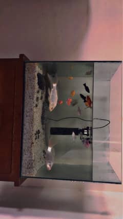 fishs and aquarium  for sale 03165117778