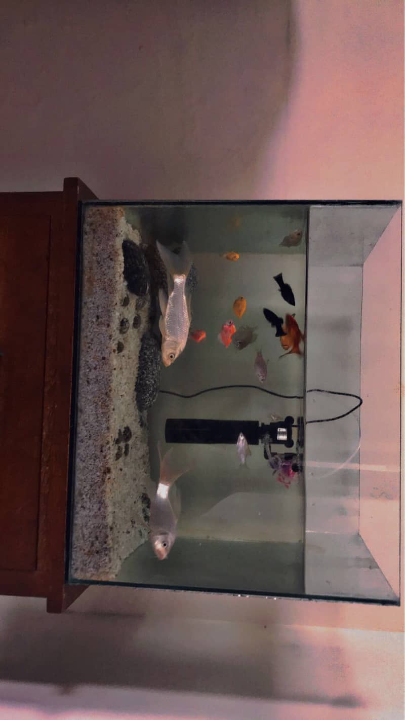 fishs and aquarium  for sale 03165117778 0