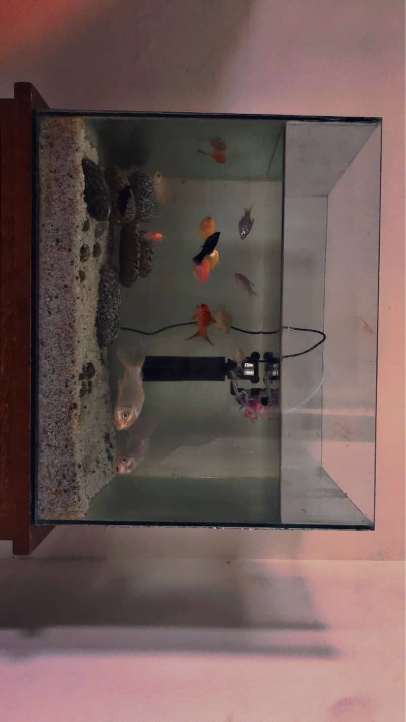 fishs and aquarium  for sale 03165117778 1