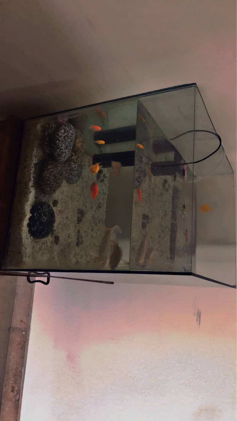 fishs and aquarium  for sale 03165117778 2