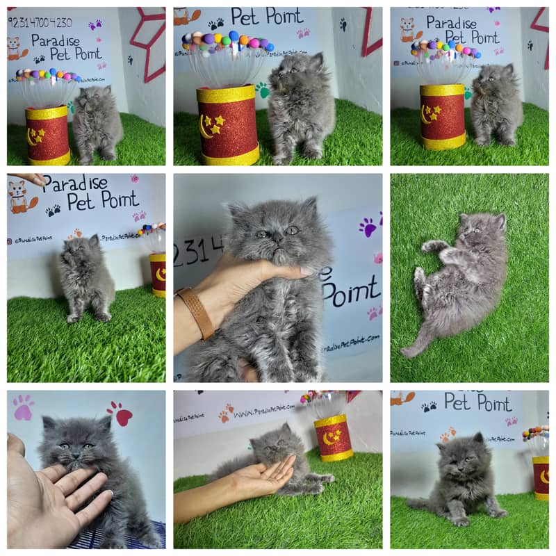 Persian cats | Persian kittens |Triple coated | 0