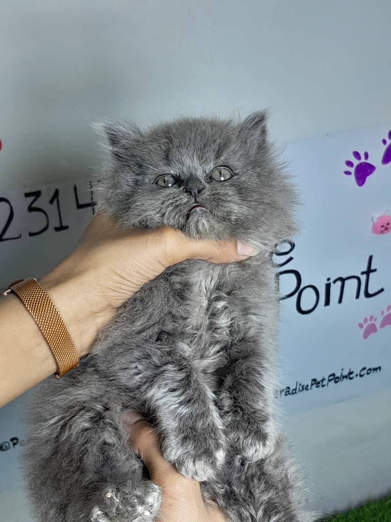 Persian cats | Persian kittens |Triple coated | 2