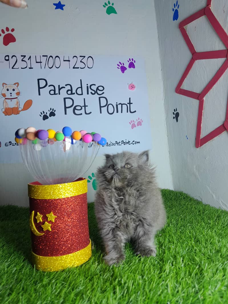 Persian cats | Persian kittens |Triple coated | 3