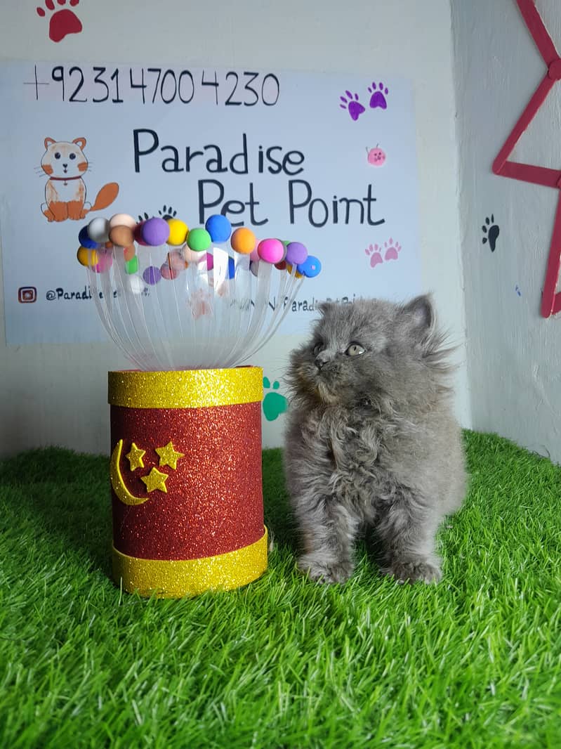 Persian cats | Persian kittens |Triple coated | 4