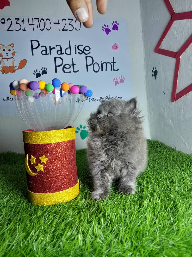 Persian cats | Persian kittens |Triple coated | 5