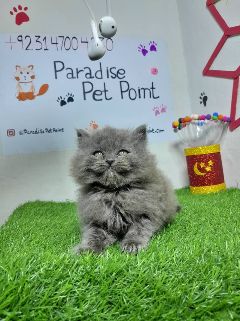 Persian cats | Persian kittens |Triple coated | 8