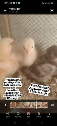 buff chiks for sale