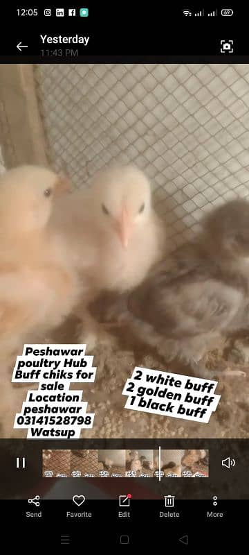 buff chiks for sale 0