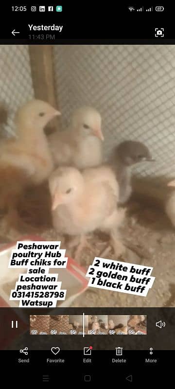 buff chiks for sale 1