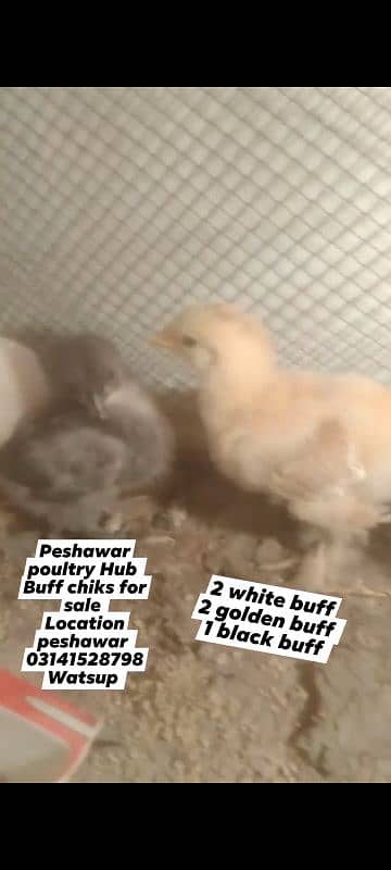 buff chiks for sale 2