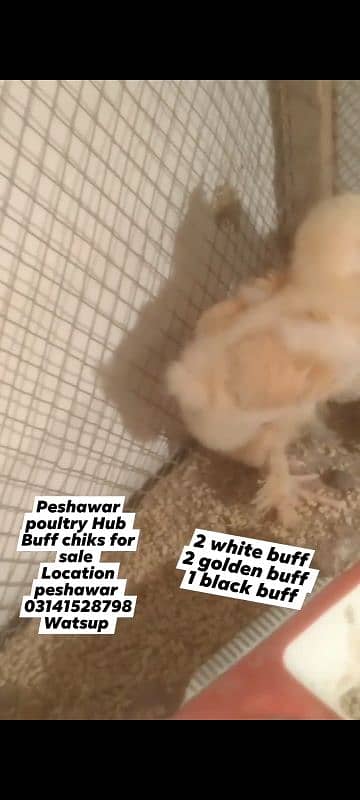 buff chiks for sale 3