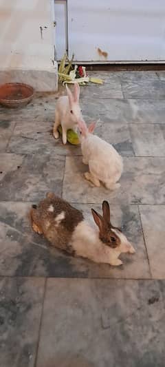 Rabbits , Khargoes