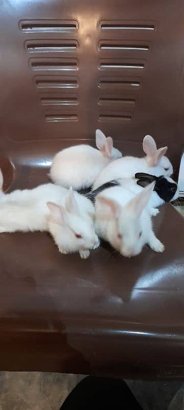 Rabbits , Khargoes 1