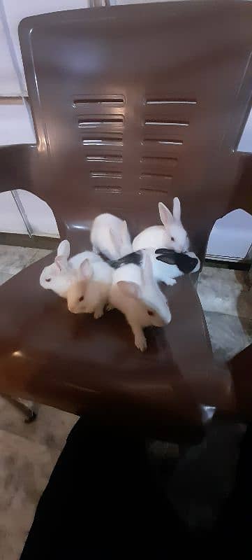 Rabbits , Khargoes 2