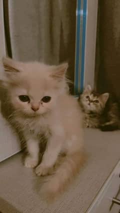 Persian cats for sale 0