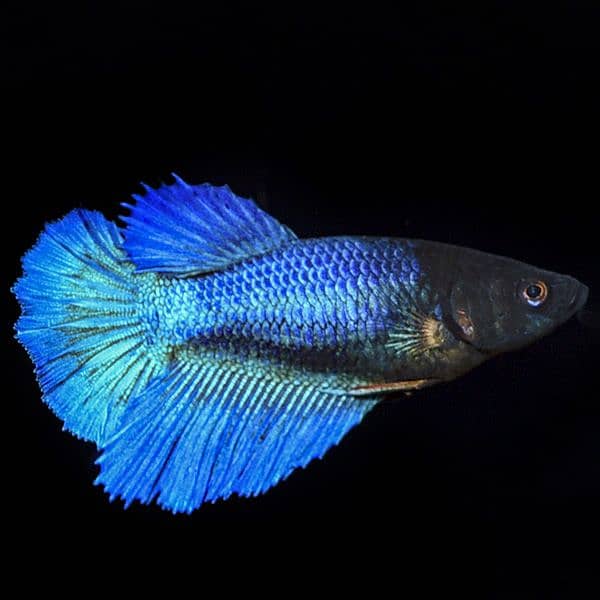 Female Betta (fighter fish female) 0