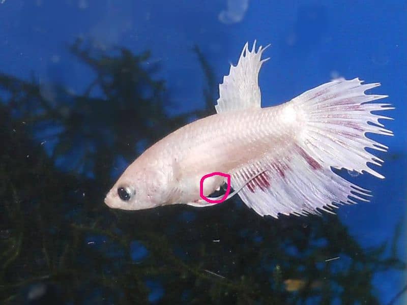 Female Betta (fighter fish female) 1