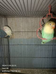 Lovebirds Available In cheap Prices