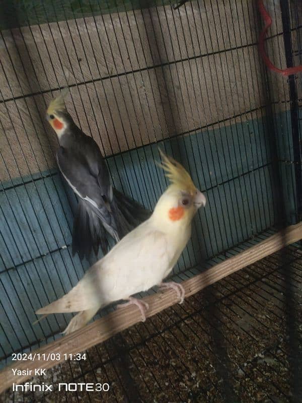 Lovebirds Available In cheap Prices 1