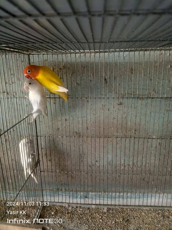 Lovebirds Available In cheap Prices 2