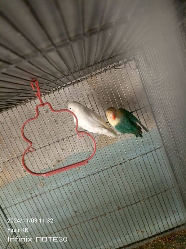 Lovebirds Available In cheap Prices 3