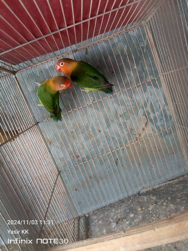 Lovebirds Available In cheap Prices 4