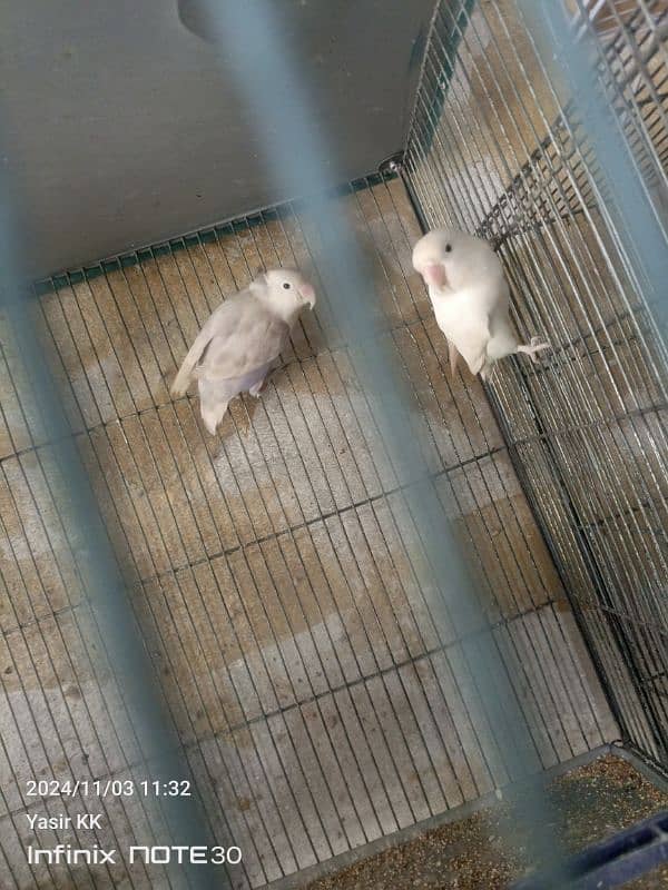 Lovebirds Available In cheap Prices 5