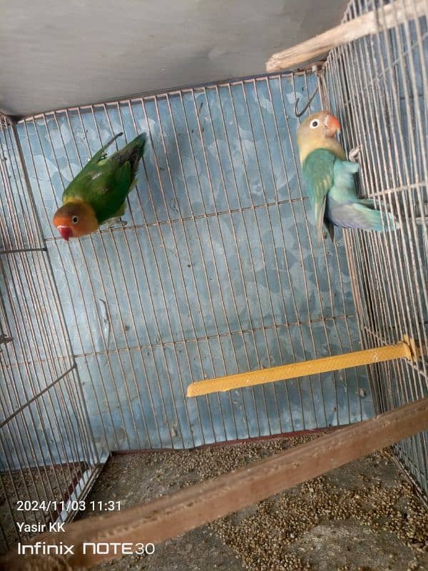 Lovebirds Available In cheap Prices 7