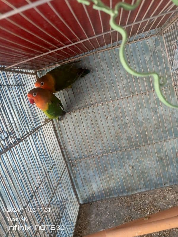 Lovebirds Available In cheap Prices 8