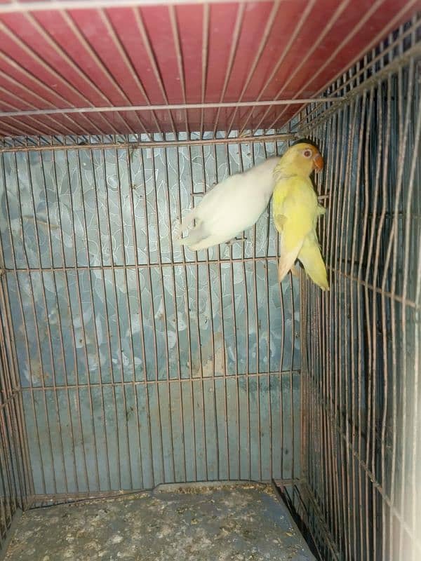 Lovebirds Available In cheap Prices 10