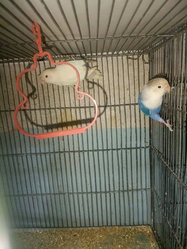 Lovebirds Available In cheap Prices 11