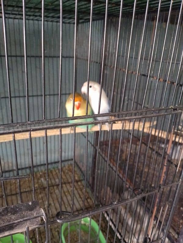 Lovebirds Available In cheap Prices 12