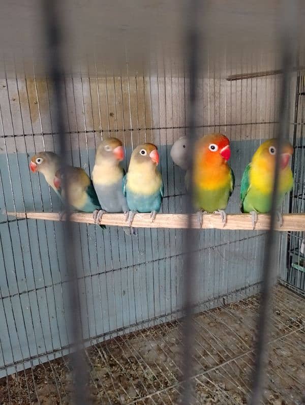 Lovebirds Available In cheap Prices 13