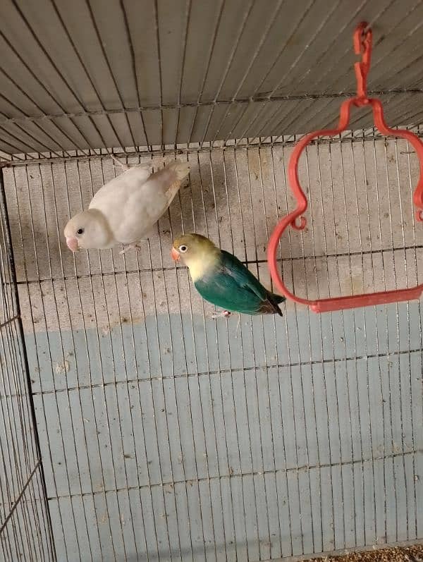 Lovebirds Available In cheap Prices 14