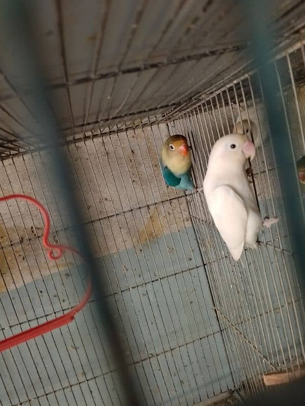 Lovebirds Available In cheap Prices 15