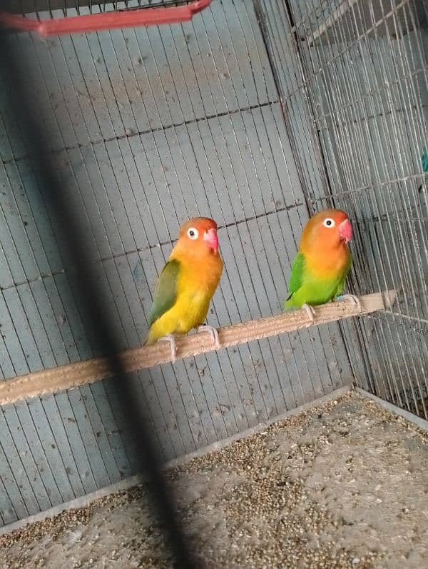 Lovebirds Available In cheap Prices 16