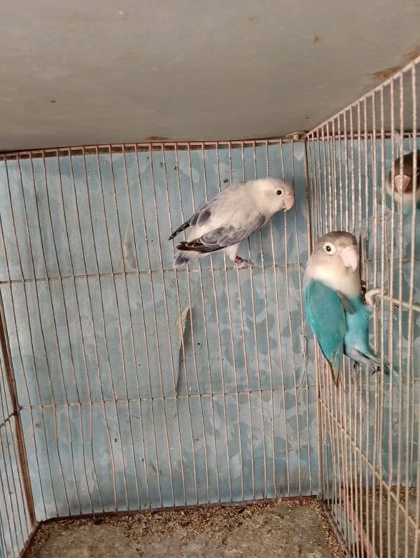 Lovebirds Available In cheap Prices 17