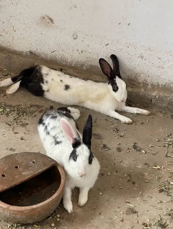 Adult Rabbit pair for sale 1