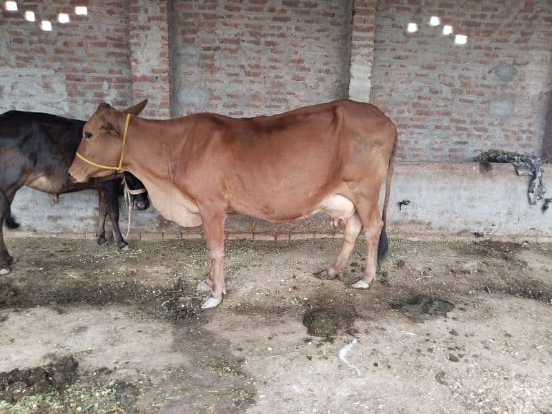 cow for sale nicha Wacha ha. whatsapp number 03240584510 0