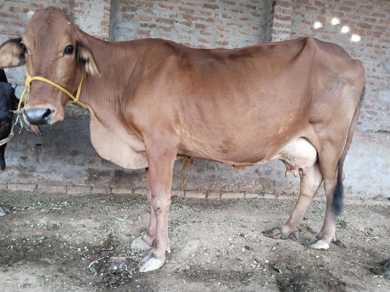 cow for sale nicha Wacha ha. whatsapp number 03240584510 1