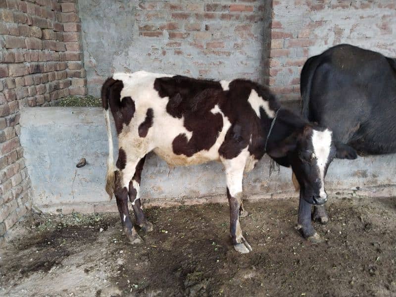 cow for sale nicha Wacha ha. whatsapp number 03240584510 2